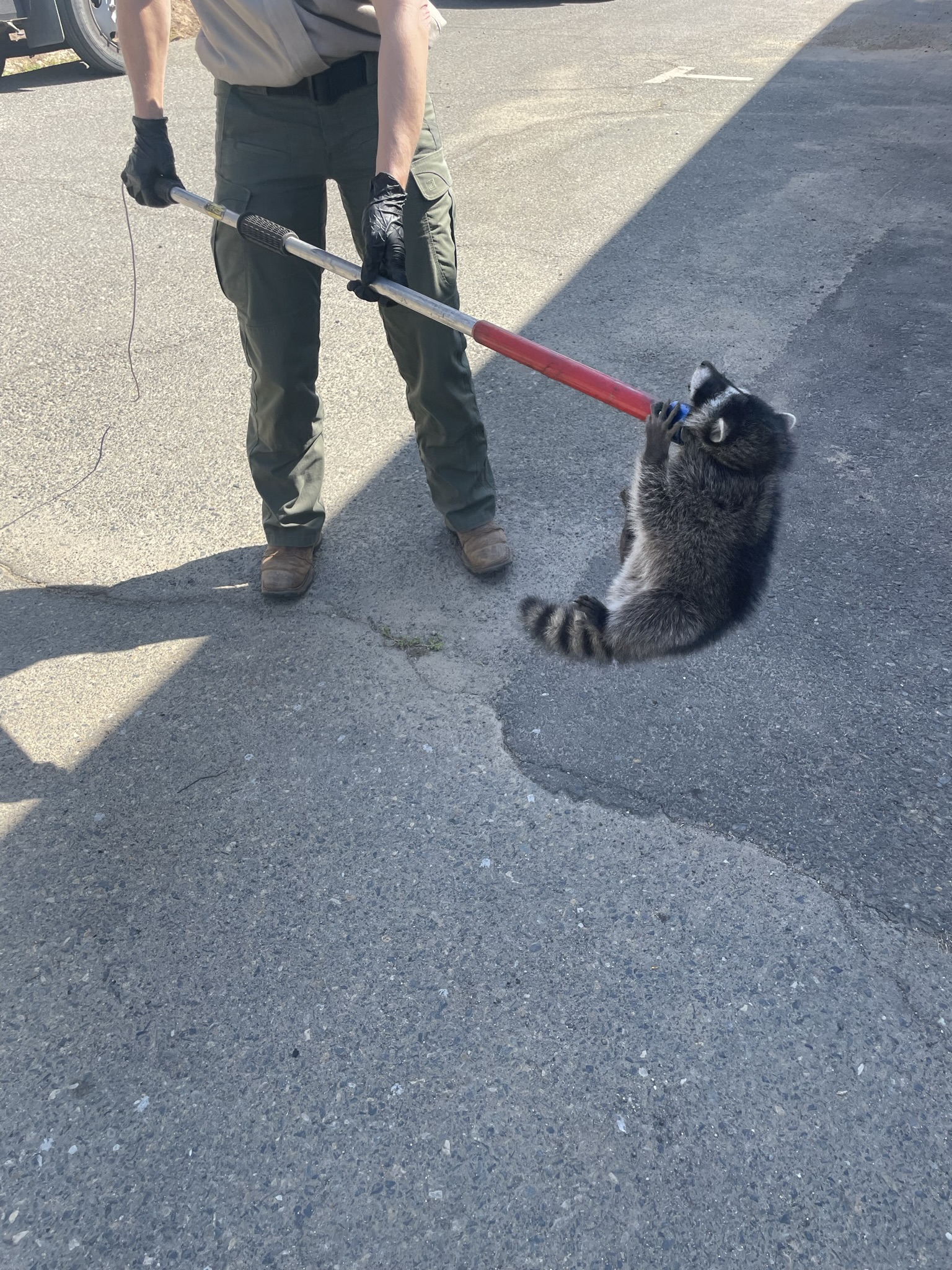 raccoon control