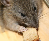 Sacramento Area Mice, Rat Control and Removal | Sacramento Valley