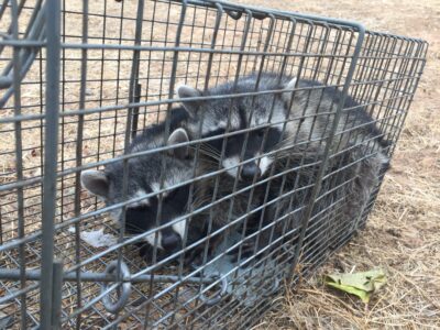nuisance raccoon trapping and removal